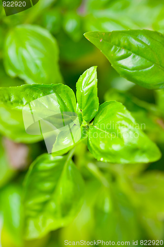 Image of Fresh basil