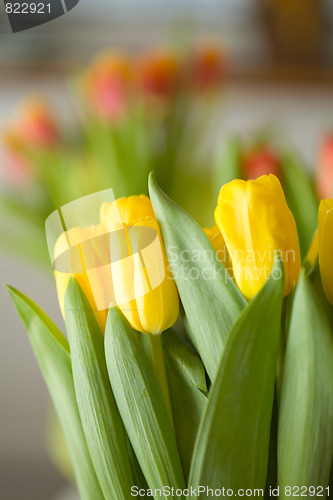 Image of Tulips