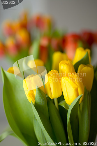 Image of Tulips