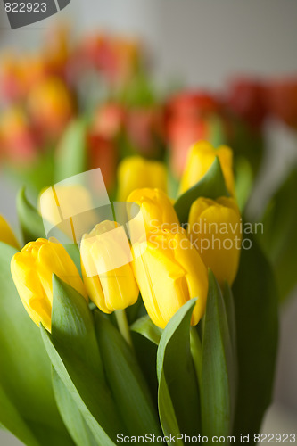Image of Tulips