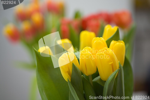 Image of Tulips