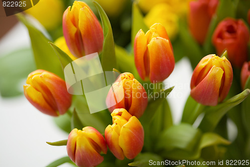 Image of Tulips