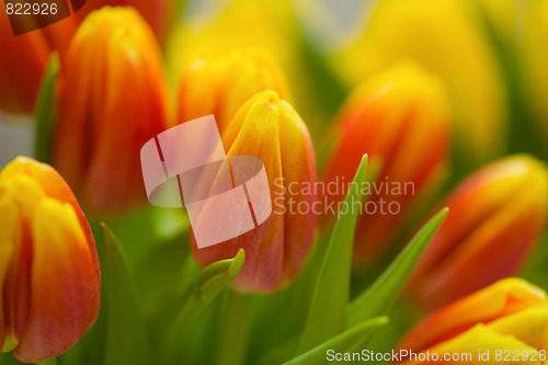 Image of Tulips