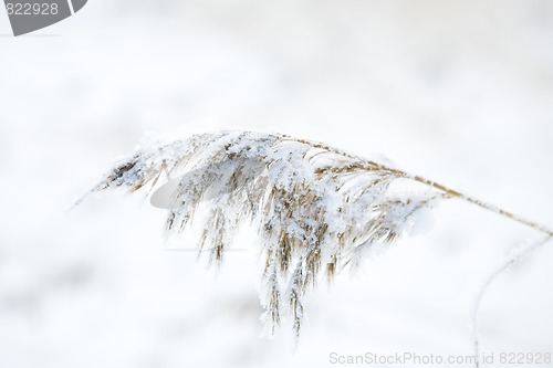 Image of frozen hay