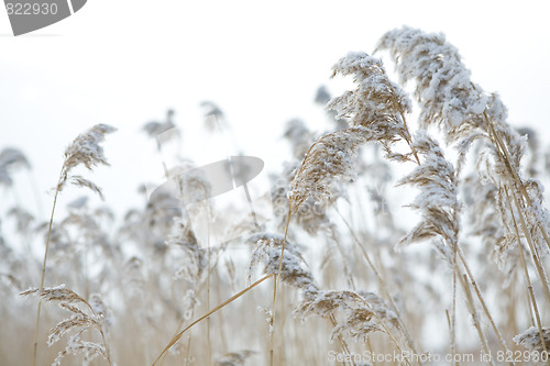 Image of frozen hay