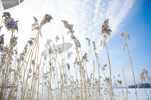 Image of frozen hay