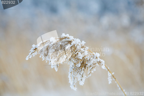 Image of frozen hay