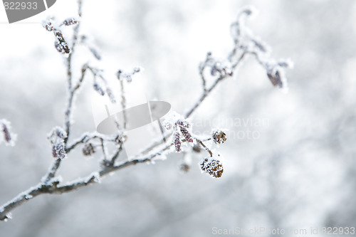 Image of Frozen branch