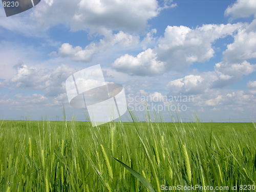 Image of Wheat Field