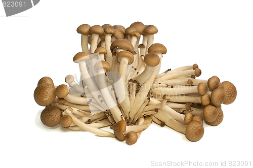 Image of Buna Shimeji mushrooms