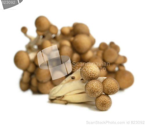 Image of Buna Shimeji mushrooms