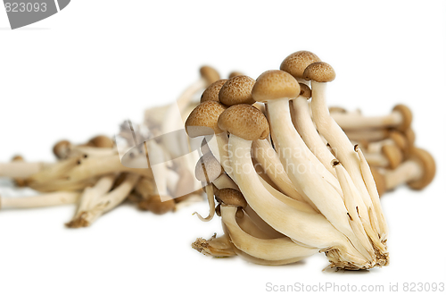 Image of Buna Shimeji mushrooms