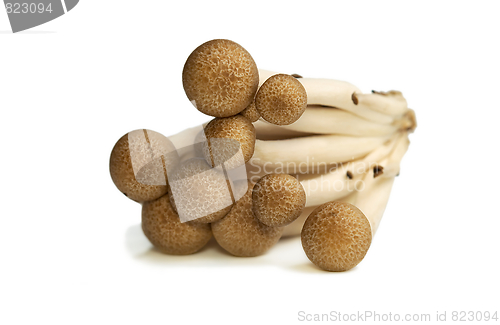 Image of Buna Shimeji mushrooms