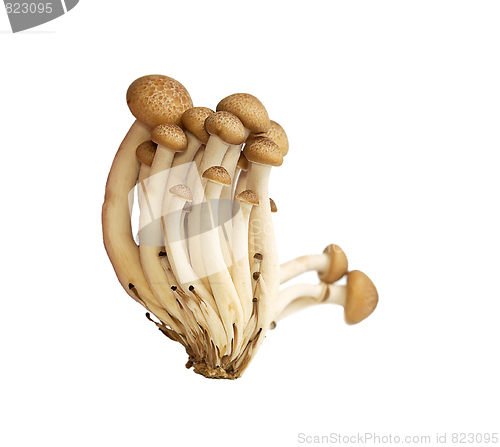 Image of Buna Shimeji mushrooms