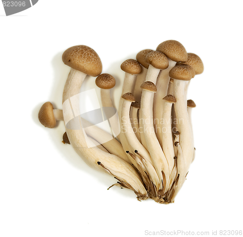 Image of Buna Shimeji mushrooms