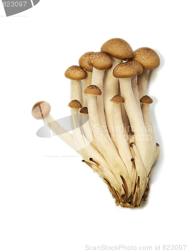 Image of Buna Shimeji mushrooms