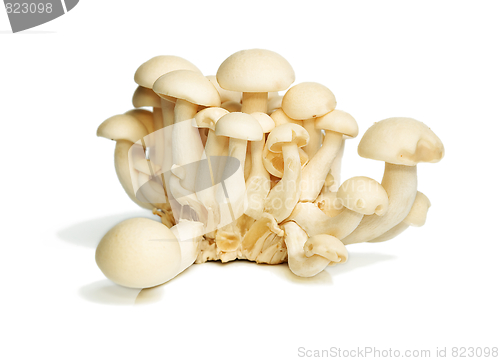 Image of White Crab Mushrooms