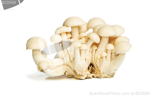 Image of White Crab Mushrooms