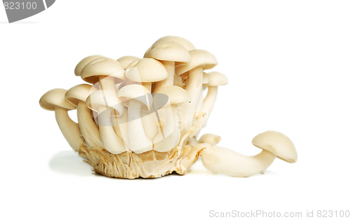 Image of White Crab Mushrooms