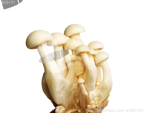Image of White Crab Mushrooms