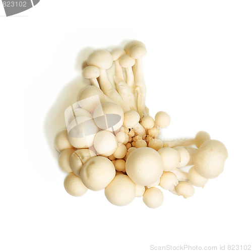 Image of White Crab Mushrooms