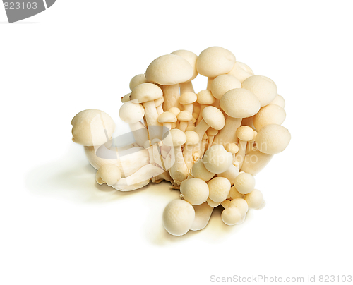 Image of White Crab Mushrooms