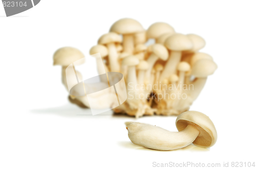 Image of White Crab Mushrooms