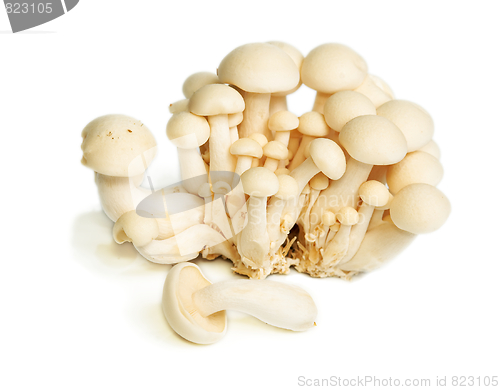 Image of White Crab Mushrooms
