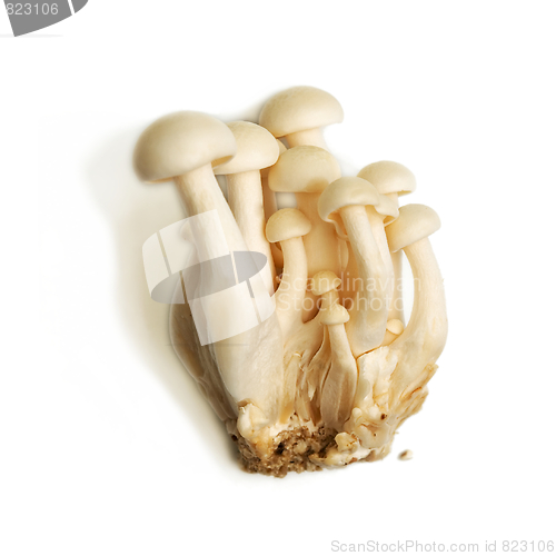 Image of White Crab Mushrooms