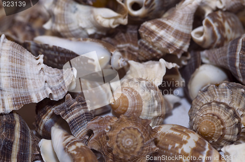 Image of sea shells2