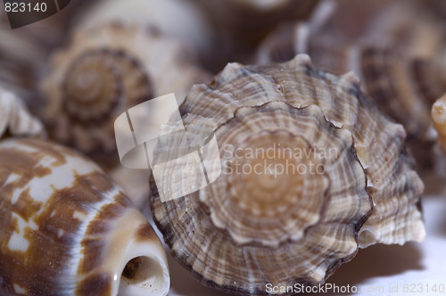 Image of sea shells3