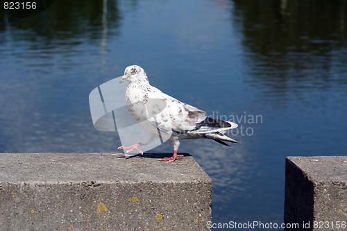 Image of Walking pigeon