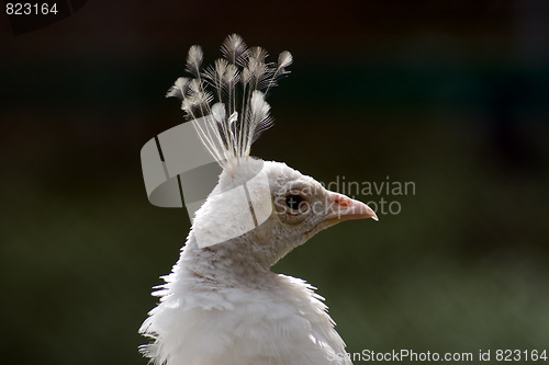 Image of Peafowl head