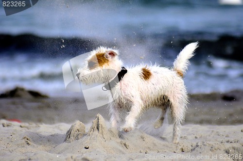 Image of funny Dog at the beach