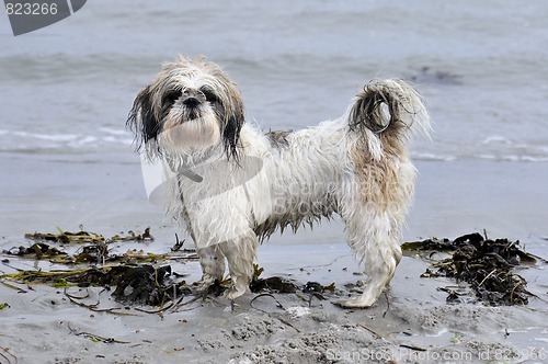 Image of Dog at the beach