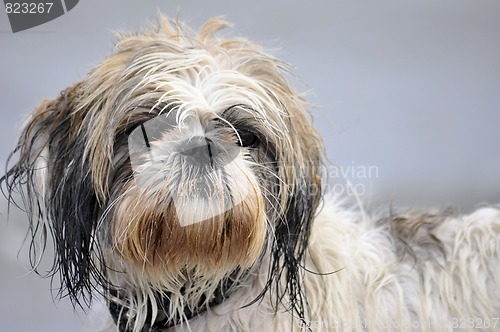 Image of Dog at the beach