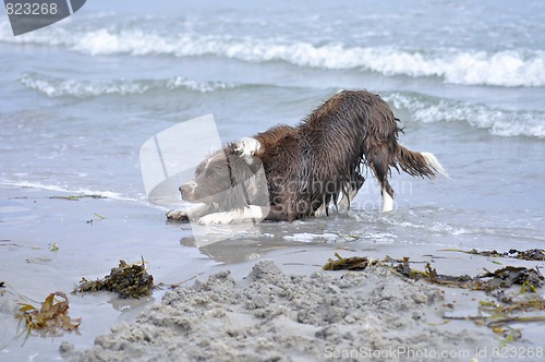 Image of Dog plays in water