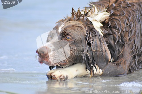 Image of Dog plays in water