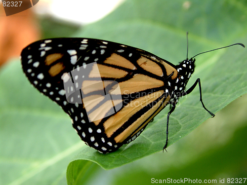 Image of Butterfly