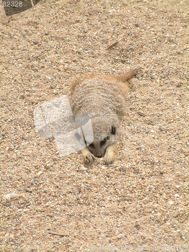 Image of Meerkat Relaxing