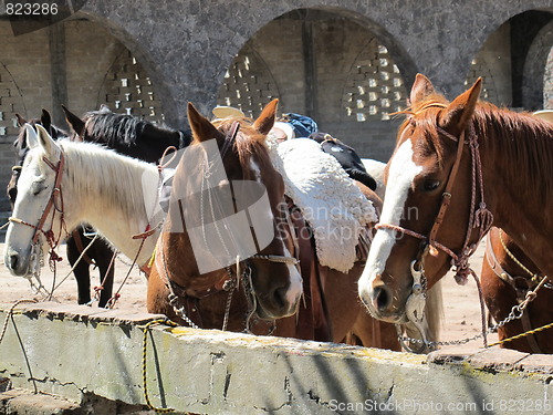 Image of Horses