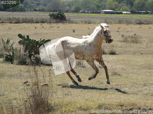 Image of Galloping horse