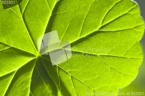 Image of detail geranium leaf macro