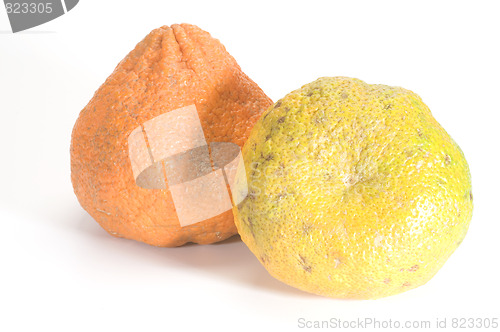 Image of two ugli fruits from jamaica