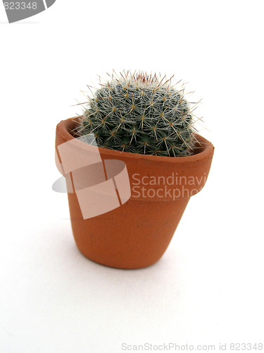 Image of cactus