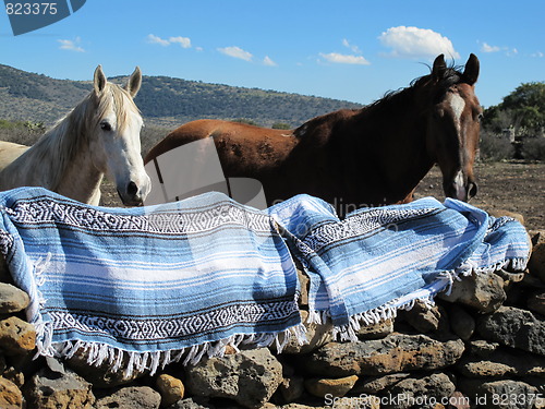 Image of Horses at Mexican Ranch