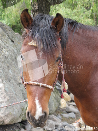 Image of Horse portrait