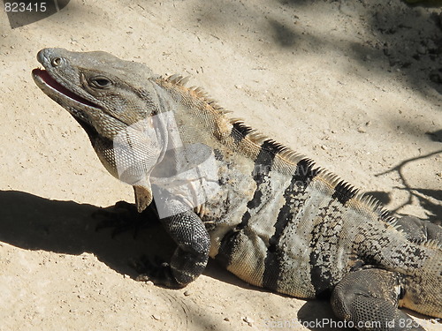 Image of Iguana