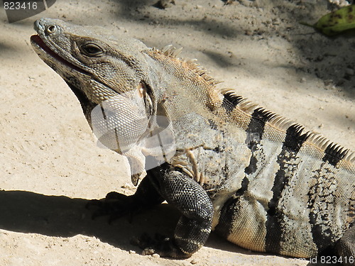 Image of Iguana