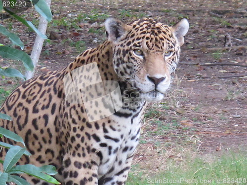 Image of Jaguar, Mexico